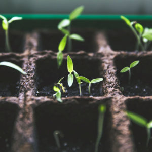 Seedlings sprouting in a planting tray.