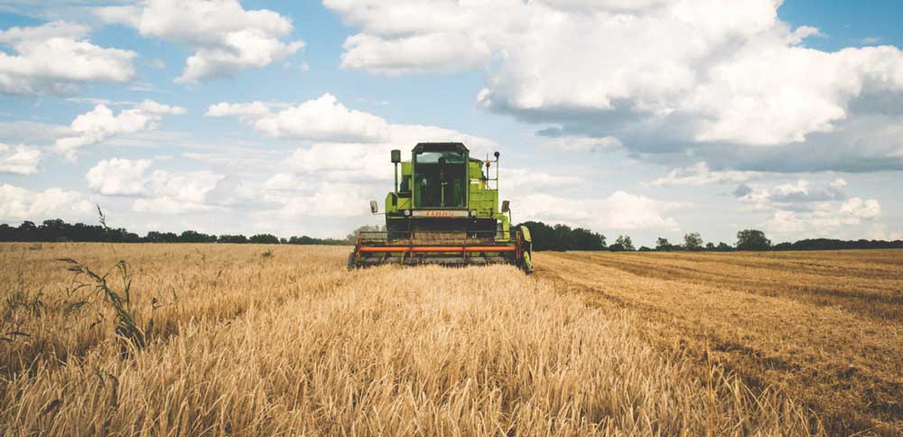 Green combine harvesting grain crops