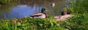 drake mallard duck standing next to emergent wetland
