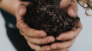 Hands clasping rich soil and plant roots.