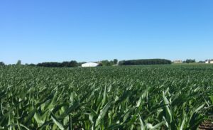 cornfield with tree in summer