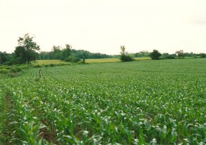 no-till corn field
