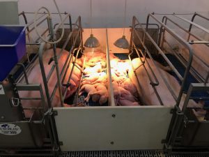 Dawson Farms piglets and sow in farrowing pen.