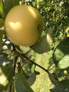 Goodson's Orchard yellow apple variety.