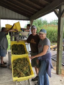 Soine Winery, Delaware County Ohio grape sorting.