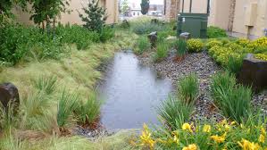 Rain garden showing flowering plants.