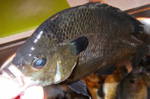 bluegill sunfish