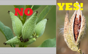 under ripe and mature milkweed pods