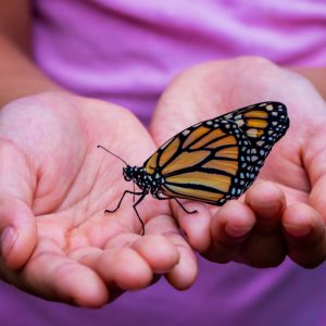 monarch in hands