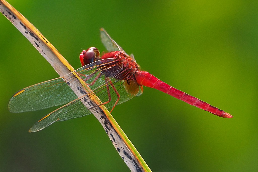 red dragonfly