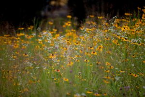 wildflower meadow