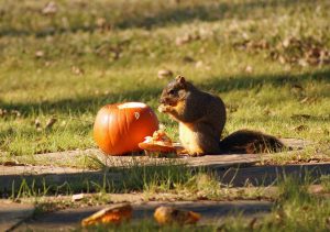 squirrel eating pumpkin